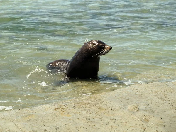 Bulu Anjing Laut Adalah Laut Dekat Pantai — Stok Foto