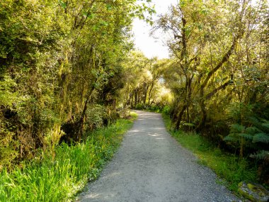 Ormanda yürüyüş yolu (sabah vakti))