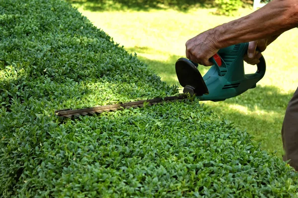 景観デザインは ボックスウッドの茂みを切断している — ストック写真