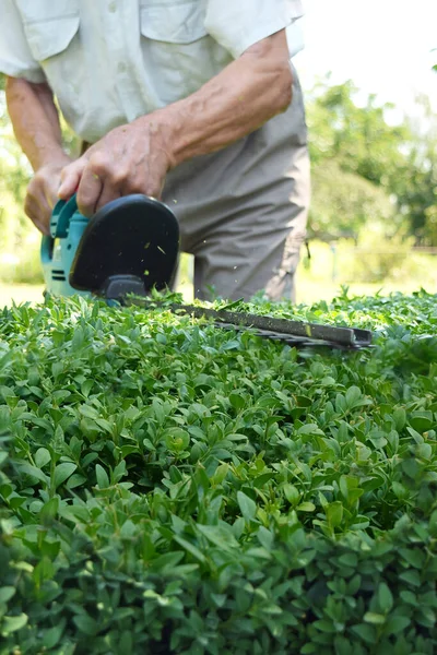 Man Cuts Boxwood Bushes Electric Tool — Stock Photo, Image