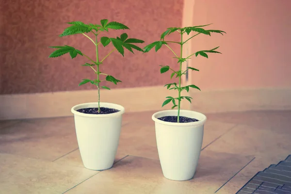 Cannabis Joven Bush Crece Maceta Con Tierra Hojas Marihuana Cultivo —  Fotos de Stock