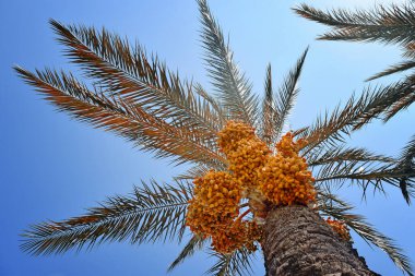 Mavi arka planda renkli hurma meyvelerinin yakın plan görüntüsü