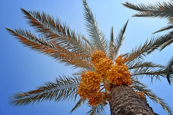 Close-up of colorful date palm fruits on blue background