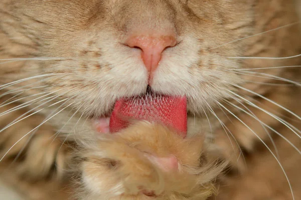 Cat Licking Its Fur Ginger Cat Washes Cat Tongue Close — Stock Photo, Image