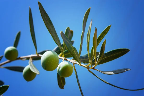 Green Olives Branch Olive Tree Background Blue Sky — Stock Photo, Image