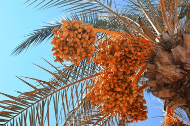  Hurma ağacında, olgun hurmalar.