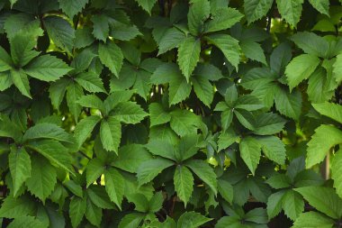 Duvarı, arka planı, dokuyu kaplayan yeşil yapraklar
