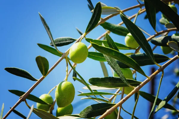 Green Olives Branches Tree Organic Food Healthy Fruit Time Harvest — Stock Photo, Image