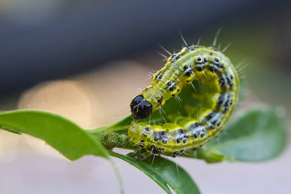 Boxwood Caterpillar Box Fire Dangerous Pest Voracious Eats Leaves — Stock Photo, Image