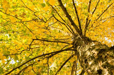 Sonbahar ormanında huş ağacı, sarı ve yeşil yapraklarla. Alt görünüm