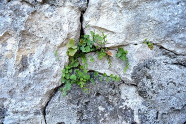 Yeşil bitkiler taşları delip geçer. Umut kavramı - imag