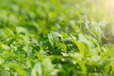 Hardalın seçici odak noktası dosyada,