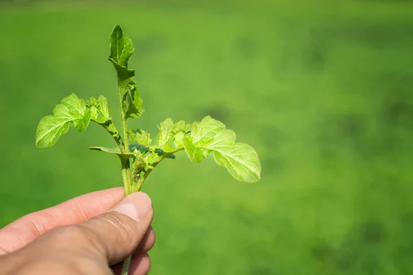Weibliche Hand Hält Eine Senfpflanze Auf Grünem Hintergrund — Stockfoto