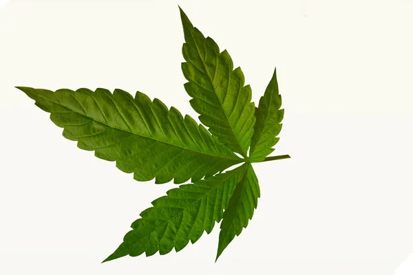 Cannabis Leaf Marijuana Isolated White Background — Stock Photo, Image