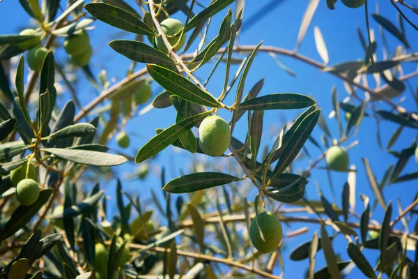 Green Olives Branch Olive Tree Background Blue Sky Organic Food — Stock Photo, Image