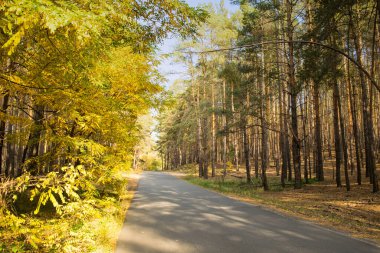 Sonbahar ormanında yol