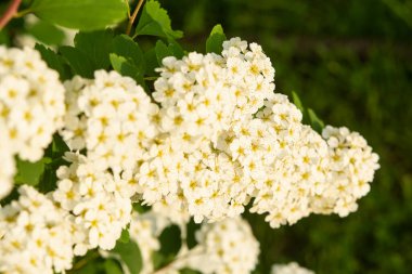 Spirea çiçeği, çiçek açan spirea çalısı. Bahar geldi..
