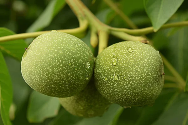 Green Walnut Rain — Stock Photo, Image