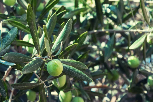 Branches Green Olives Olive Tree Orchard — Stock Photo, Image