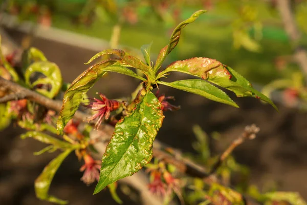 Fungal Diseases Peach Other Fruit Trees — Stock Photo, Image