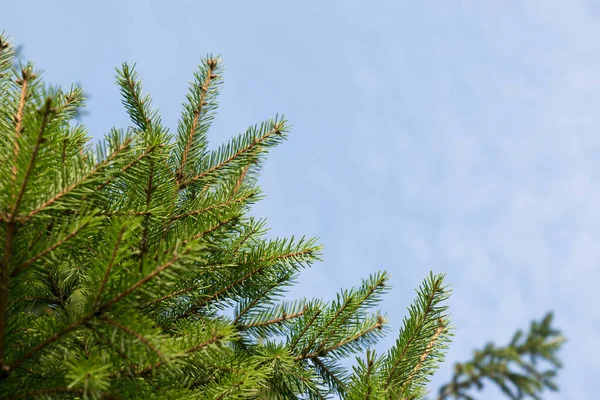 Fundo Uma Textura Ramos Árvore Peluda Cartão Natal — Fotografia de Stock