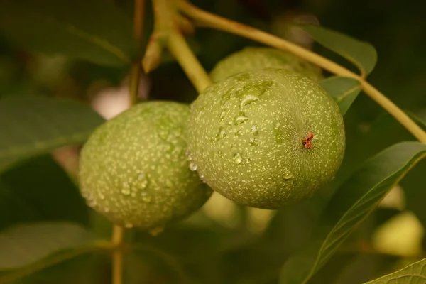 Walnut Garden Walnut Macro Shot Water Droplets — Stock Photo, Image