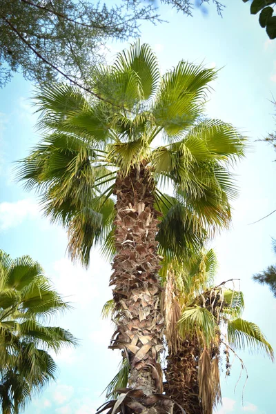 Palm Blue Sky Sunny Day — Stock Photo, Image