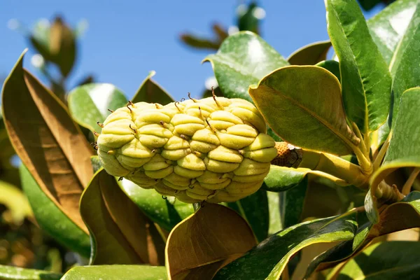 Magnolia Grandiflora Fruit Seeds Close — Stock Photo, Image