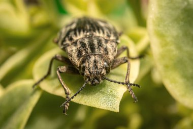 Böcek yaprak böceği familyasından. Tomurcuklarla, filizlerle, yapraklarla ve meyvelerle beslenir. Büyük bir nüfus..