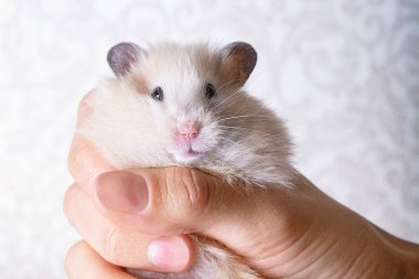 Kollarında hamster tutan bir kız