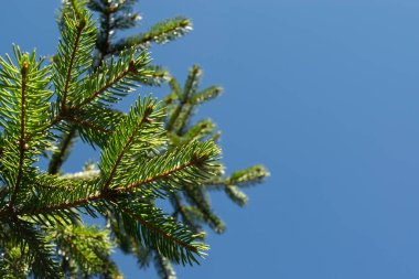 Yılbaşı kartı için arka planda kürklü ağaç dalları