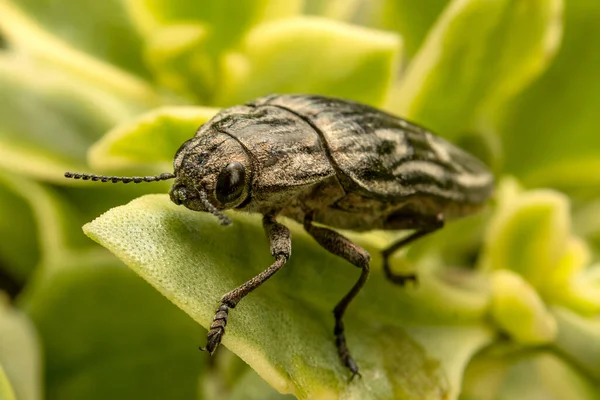 Yeşil Yapraklı Böcek Görüntü — Stok fotoğraf