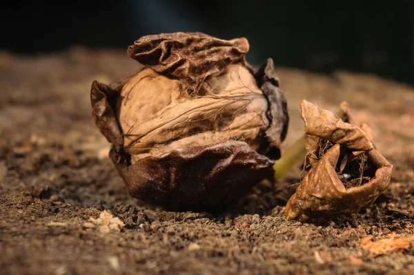 Seluruh Kacang Kenari Latar Belakang Gelap Panen Musim Gugur — Stok Foto