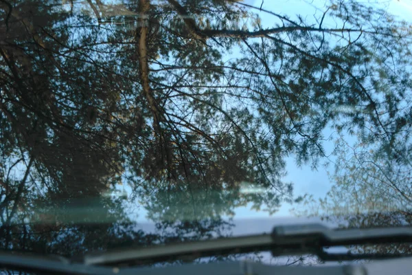 Réflexion Des Arbres Dans Pare Brise Voiture — Photo