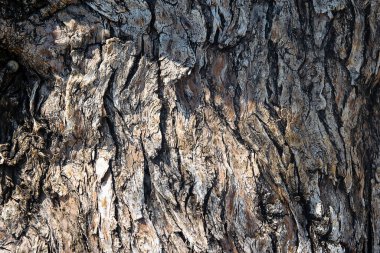 Ağaç gövdesinin arkaplan dokusu. 