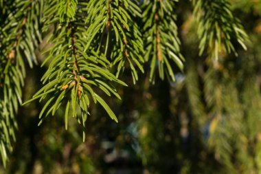Yılbaşı kartı için arka planda kürklü ağaç dalları
