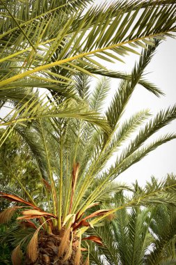 Parkta duran yemyeşil bir palmiye ağacı