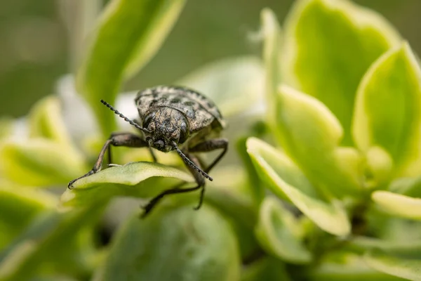 Yetişkin Böcek Yaprak Böceği Böcekler Tomurcuklarla Filizlerle Yapraklarla Beslenir — Stok fotoğraf