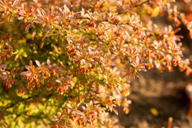 Genç böğürtlen filizleri güneşli bir günde