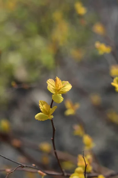 Young Yellow Bush Spiraea Japonica Golden Princess Spring — Stock Photo, Image
