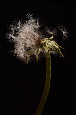 Siyah arkaplanda beyaz karahindiba