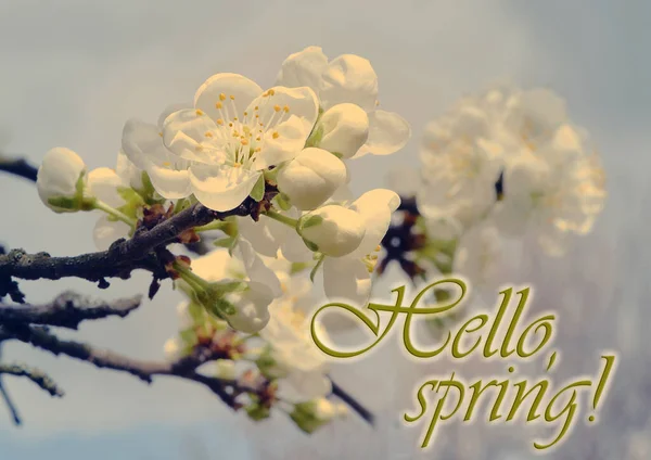 Hello Spring Text Background Flowering Branches Sunny Day — Stock Photo, Image