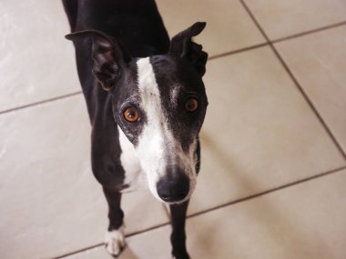 Safkan siyah ve beyaz görüş yukarıdan görüldü. Sarılmak isteyen bir köpeğin resmi.