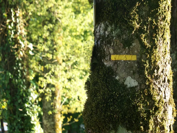 Markierung Von Wanderwegen Wald Damit Sie Sich Nicht Verlaufen Kopierraum — Stockfoto