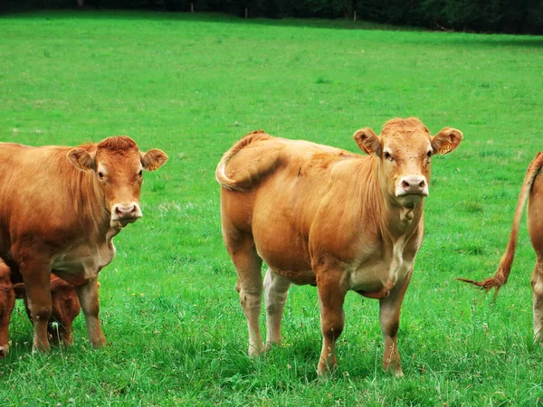 法国南部奶牛群的照片 — 图库照片