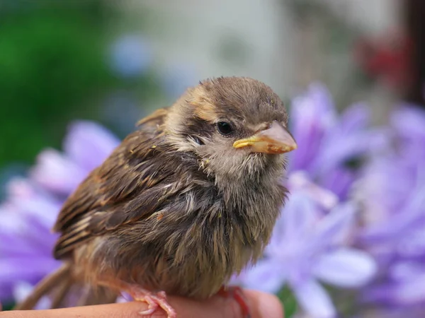 Close-up of a baby sparrow with an agapante blue flower in the background. — Stock Photo, Image