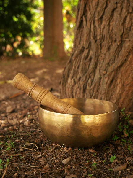 Taça Canto Colocada Fundo Tronco Árvore Durante Temporada Outono Imagens Royalty-Free