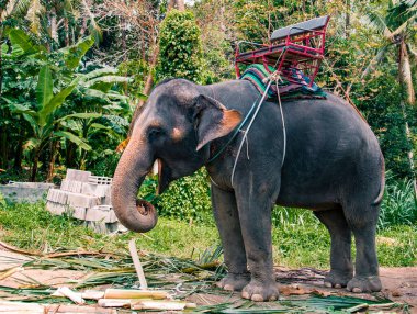 Büyük mutlu gri fil Tayland 'ın Koh Phangan adasındaki ormandaki bambu ağacını yiyor.