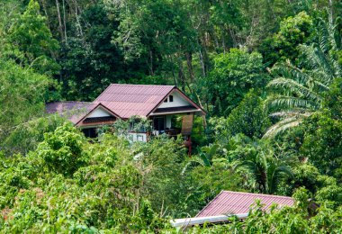 Phuket, Tayland 'da güneşli bir günde kırmızı çatılı bir evin etrafındaki tropik yeşil ağaçlar.