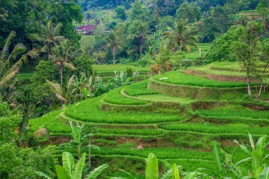 Güzel yeşil pirinç terasları Tegalalang, Bali, Endonezya yakınlarındaki muhteşem orman ağaçlarıyla kaplıdır.